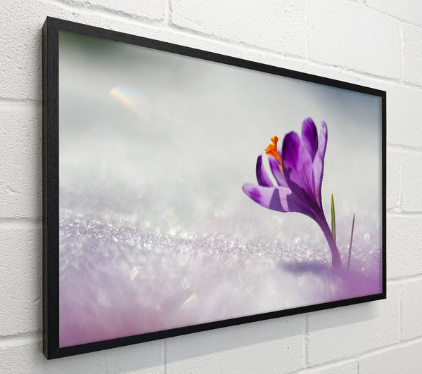Purple Crocus flower
