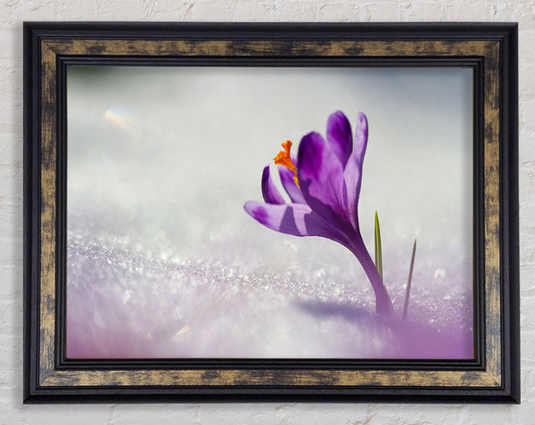 Purple Crocus flower Framed Print