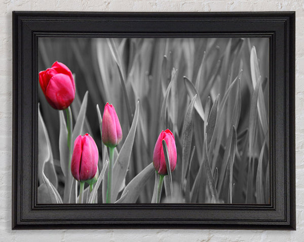 Pink tulips black and white Framed Print