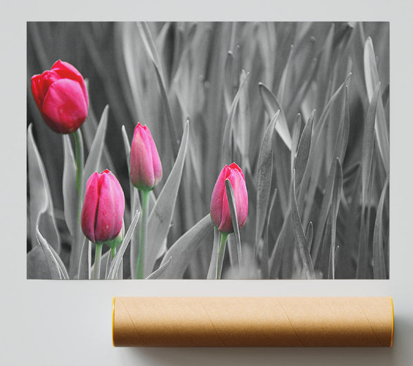 Pink Tulips Black And White Poster