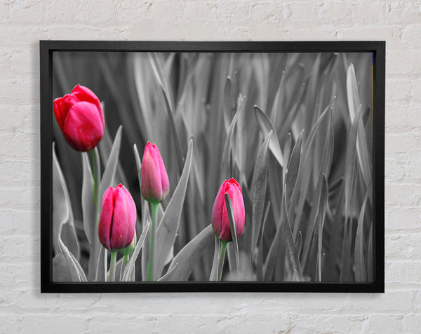 Rosa Tulpen schwarz und weiß
