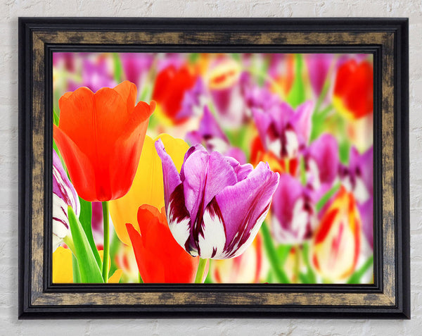 Colourful tulips in up close Framed Print