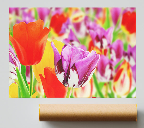 Colourful Tulips In Up Close Poster