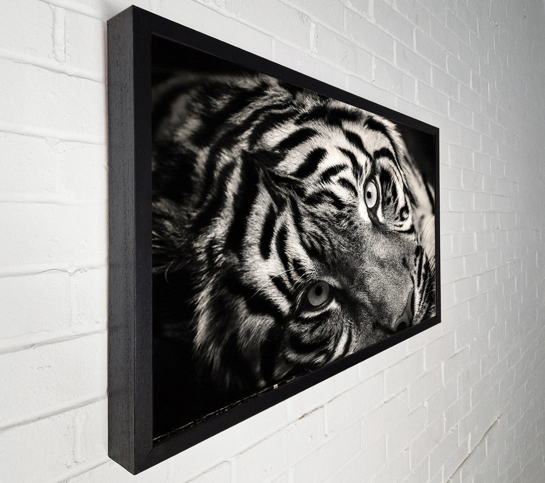  A Canvas Print of Up close tiger lying down Canvas Print