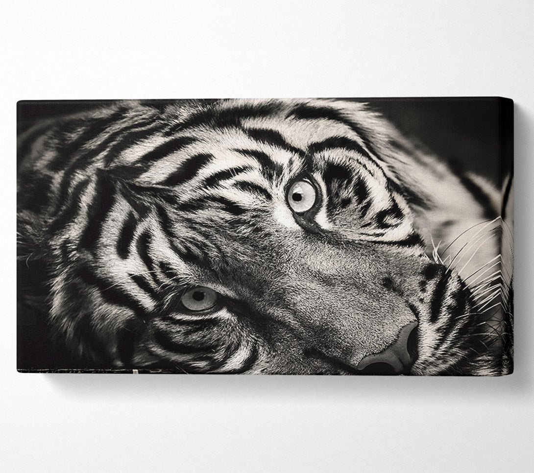  A Canvas Print of Up close tiger lying down Canvas Print