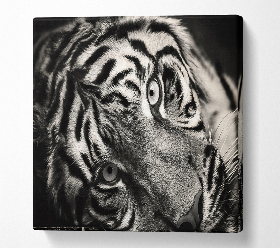  A Canvas Print of Up close tiger lying down Canvas Print