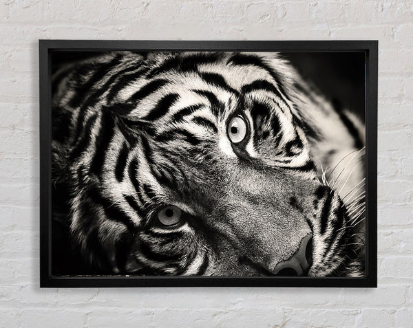 Aus nächster Nähe Tiger liegend