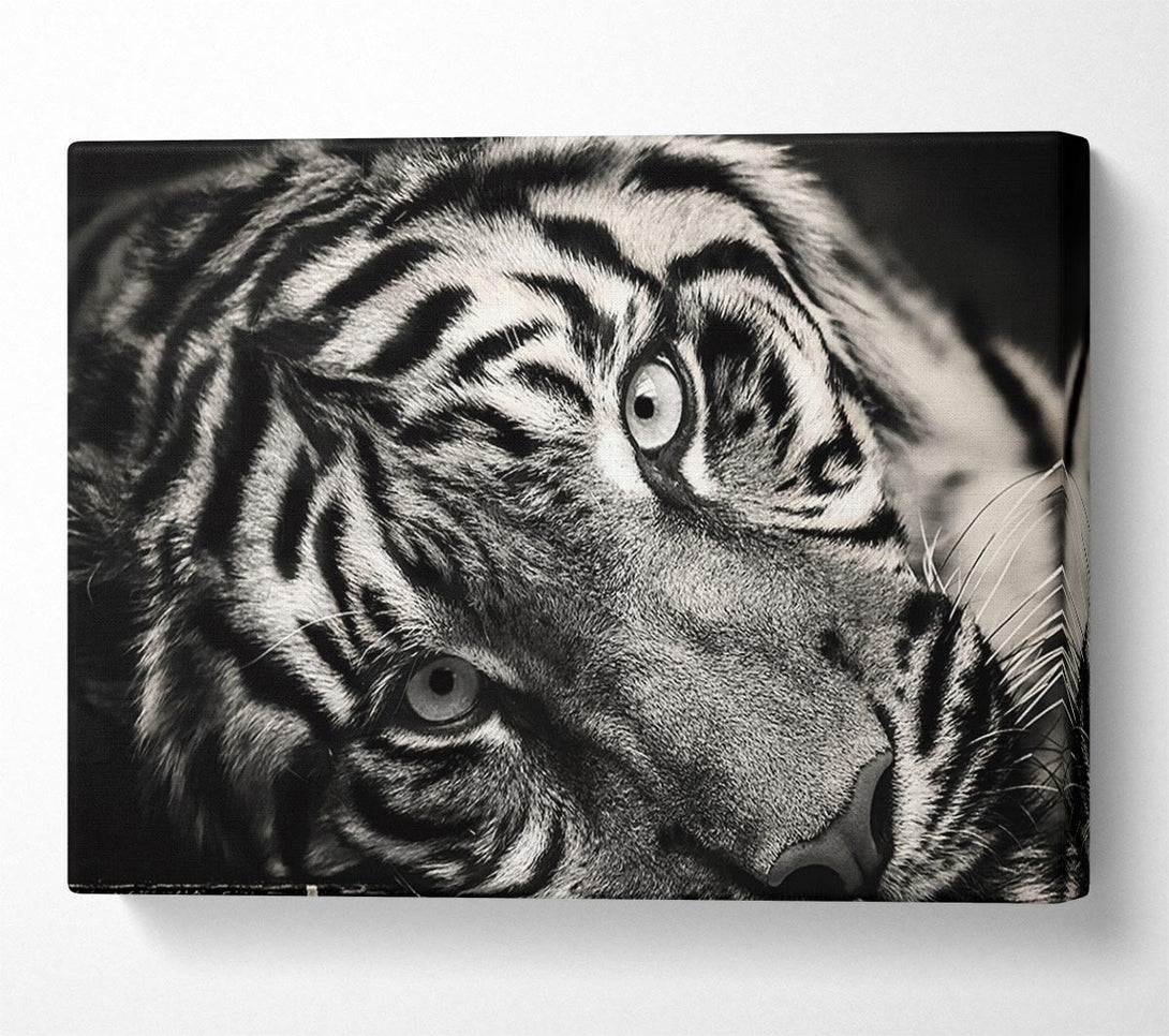  A Canvas Print of Up close tiger lying down Canvas Print