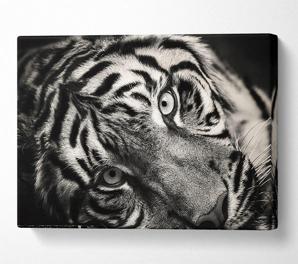  A Canvas Print of Up close tiger lying down Canvas Print