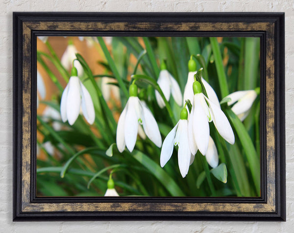 White snowdrops falling down Framed Print