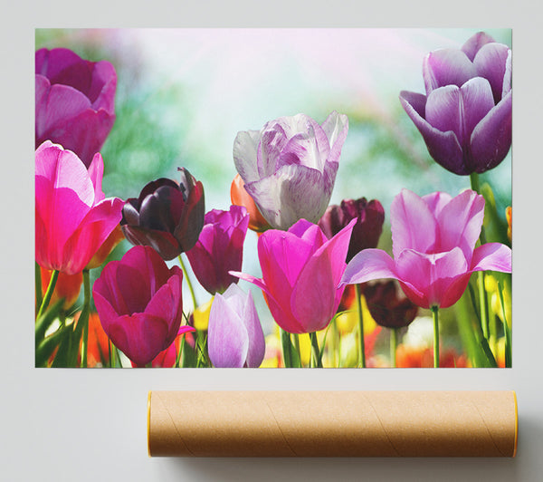 Multiple Coloured Tulips Poster