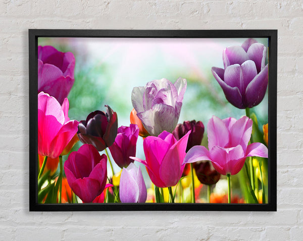 Mehrfarbige Tulpen
