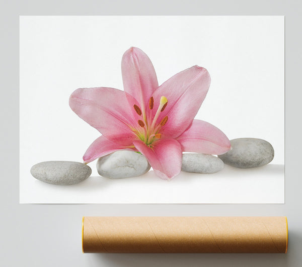 Pink Lilly On Grey Pebbles Giclee Print