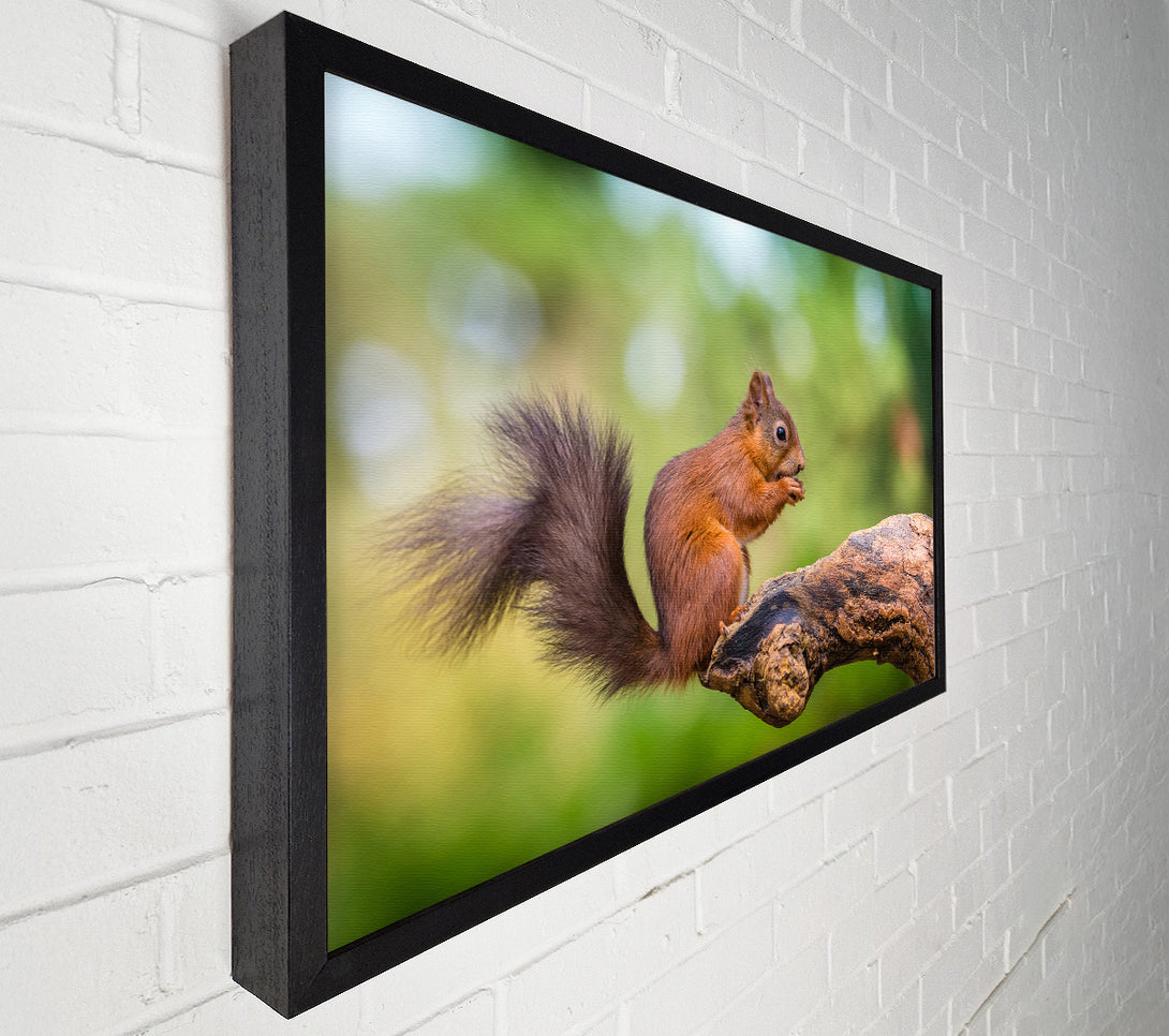  A Canvas Print of Squirrell eating nuts on branch Canvas Print
