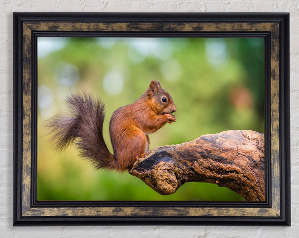 Squirrell eating nuts on branch Framed Print
