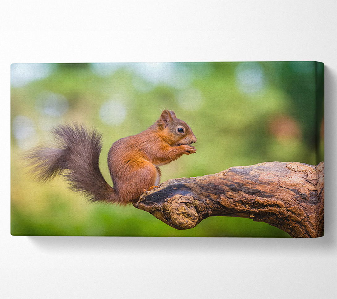  A Canvas Print of Squirrell eating nuts on branch Canvas Print