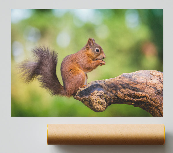 Squirrell Eating Nuts On Branch Poster