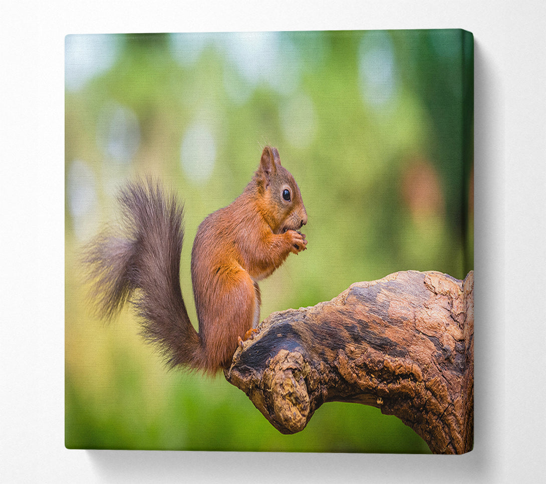  A Canvas Print of Squirrell eating nuts on branch Canvas Print