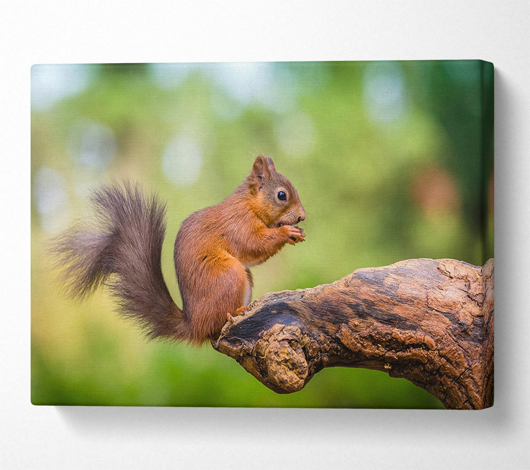  A Canvas Print of Squirrell eating nuts on branch Canvas Print