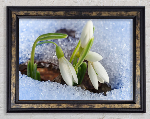 White snowdrops peering through the snow Framed Print