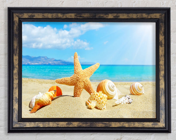 Starfish standing in the sand