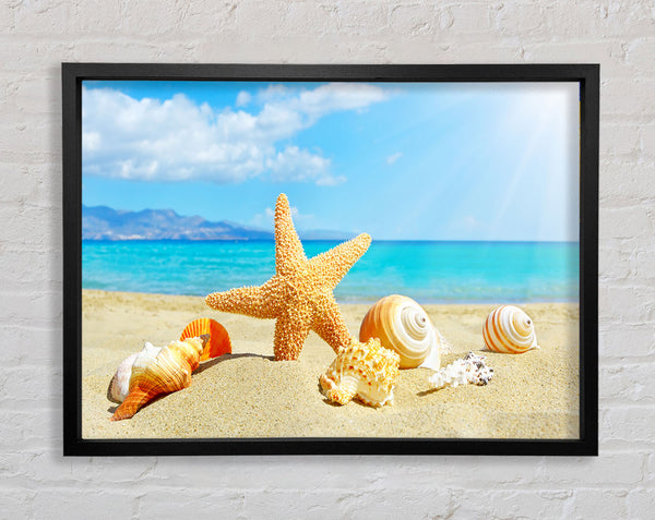 Starfish standing in the sand