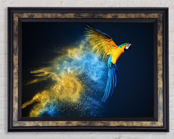 powder parrot take off Framed Print