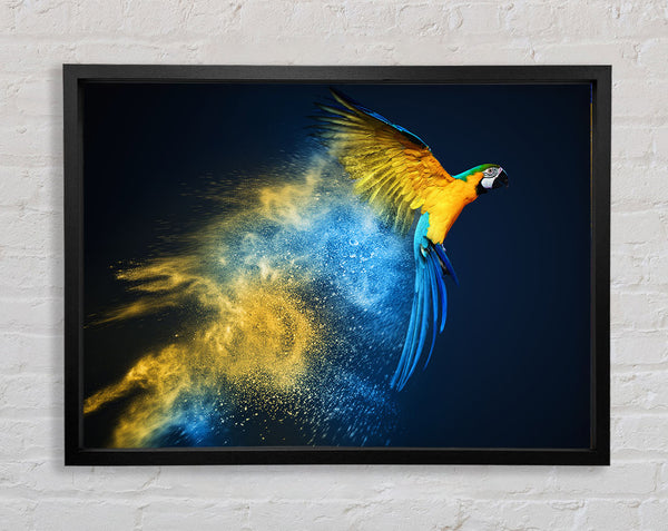 powder parrot take off Framed Print