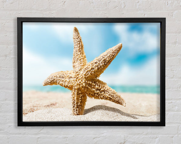 Starfish in detail sands