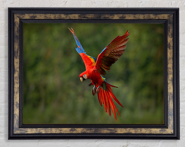 Red Mccaw in flight Framed Print