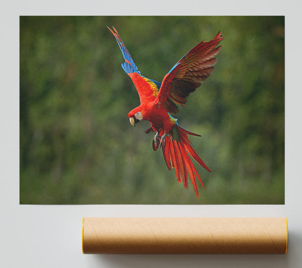 Red Mccaw In Flight Giclee Print