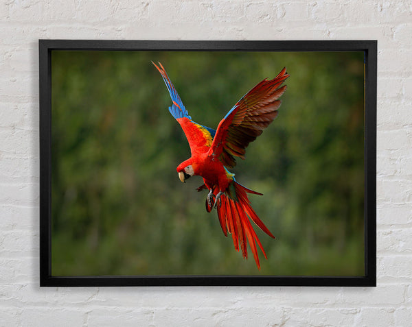 Roter McCaw im Flug