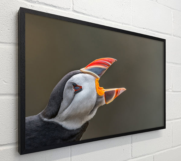 Puffin sounding the alarm