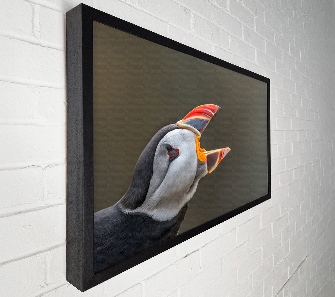  A Canvas Print of Puffin sounding the alarm Canvas Wall Art