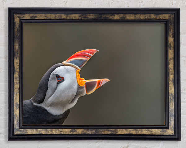 Puffin sounding the alarm Framed Print