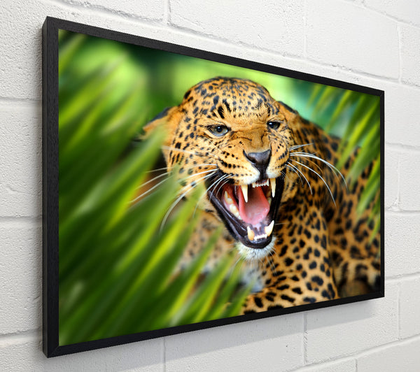 Fierce leopard in the grass