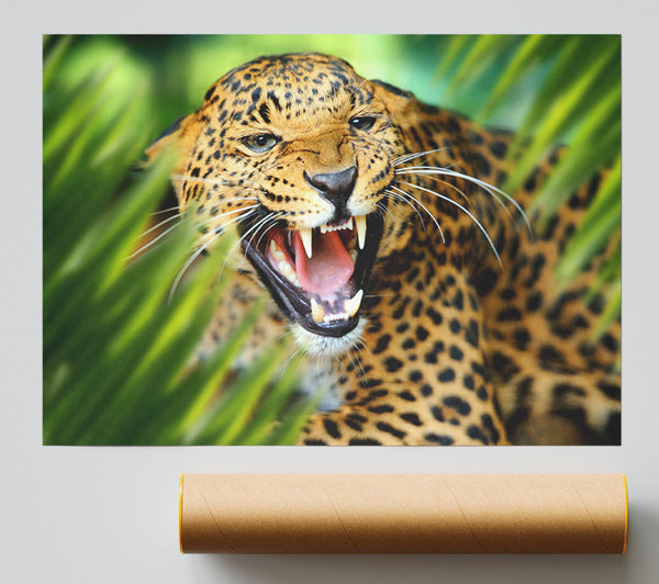 Fierce Leopard In The Grass Giclee Print