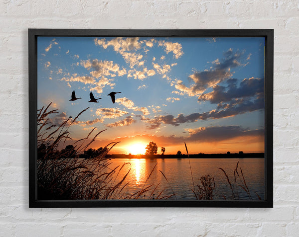 Swans flying over the lake Framed Print