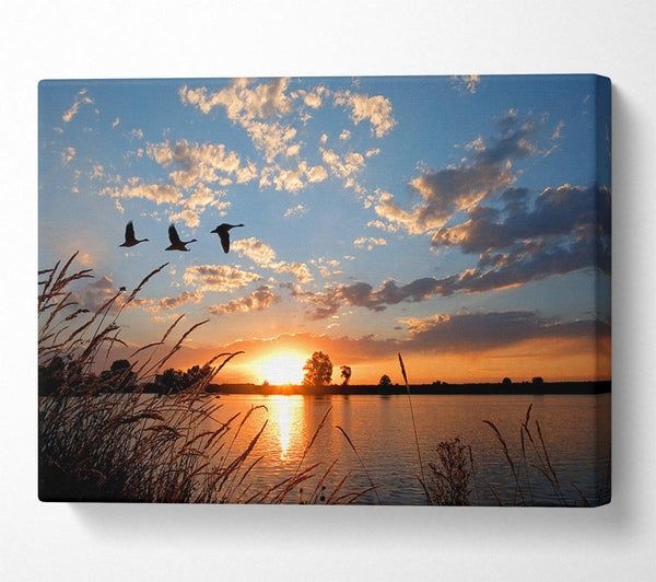  A Canvas Print of Swans flying over the lake Canvas Print