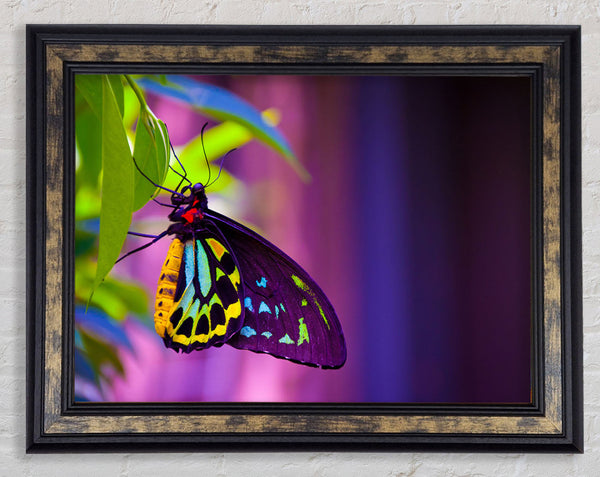 Butterfly closeup on a leaf Framed Print