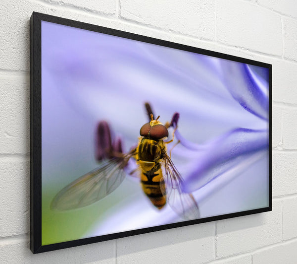 Hover fly on a purple flower