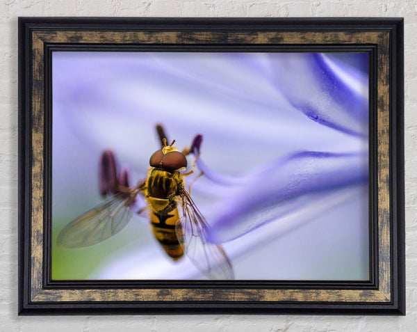 Hover fly on a purple flower Framed Print