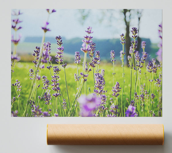 Tiny Flowers Suspended Above The Grass Giclee Print