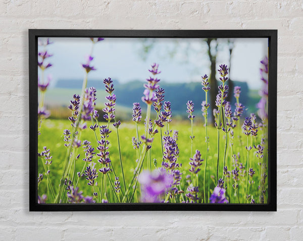 Kleine Blumen hängen über dem Gras