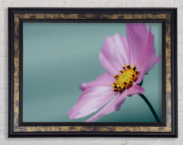 Flower shot from the side pink Framed Print
