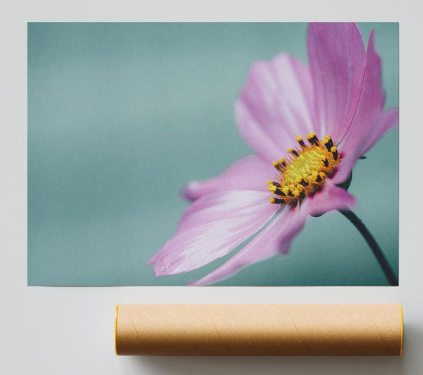 Flower Shot From The Side Pink Poster