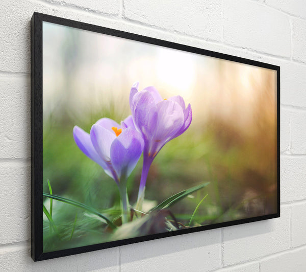 Purple crocus in soft focus