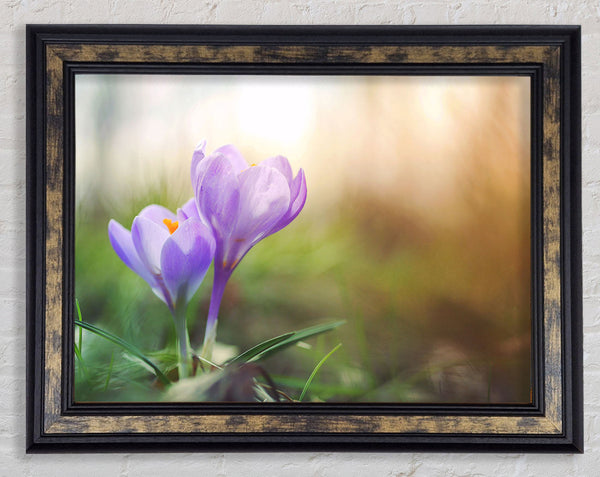 Purple crocus in soft focus Framed Print