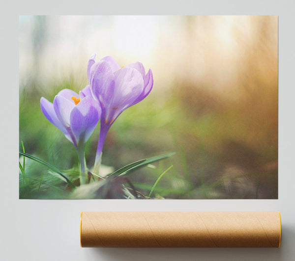 Purple Crocus In Soft Focus Poster