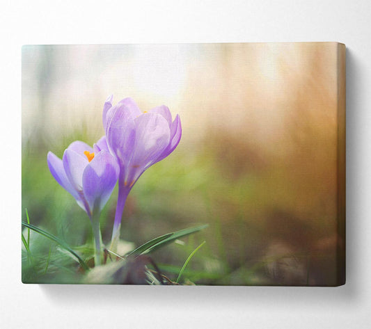 Purple crocus in soft focus Canvas Wall Art